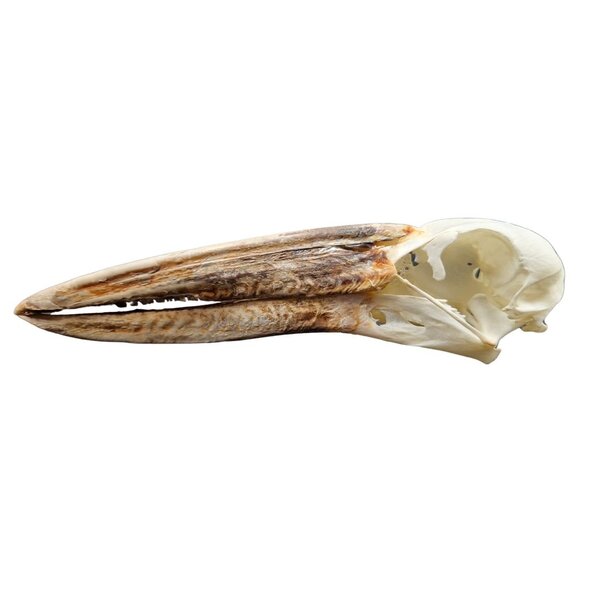 Schedel Afrikaanse Gaper