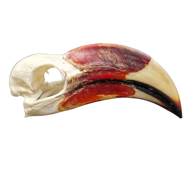 Schedel von der Decken Tok