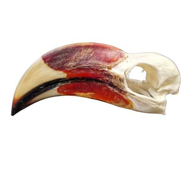 Skull von der Decken's hornbill