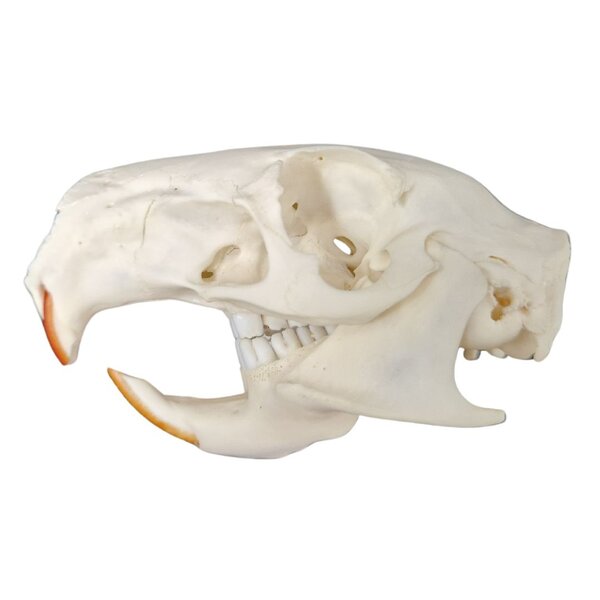 Skull Greater cane rat