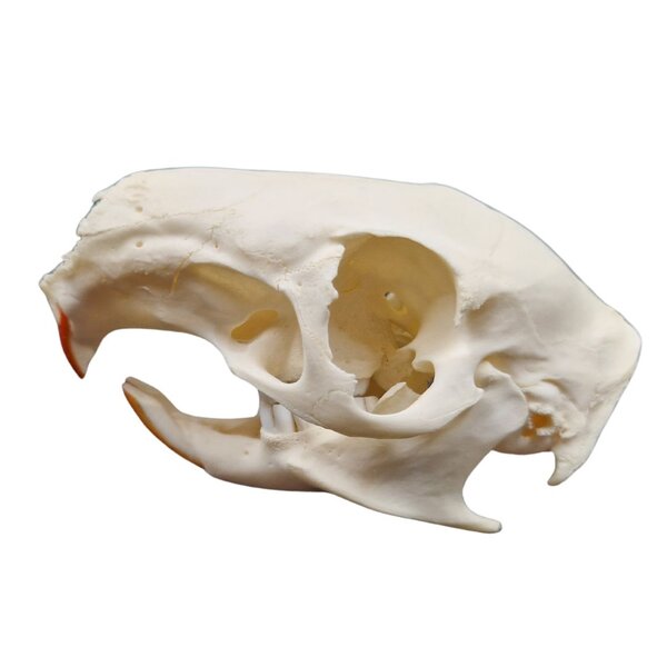 Skull Greater cane rat