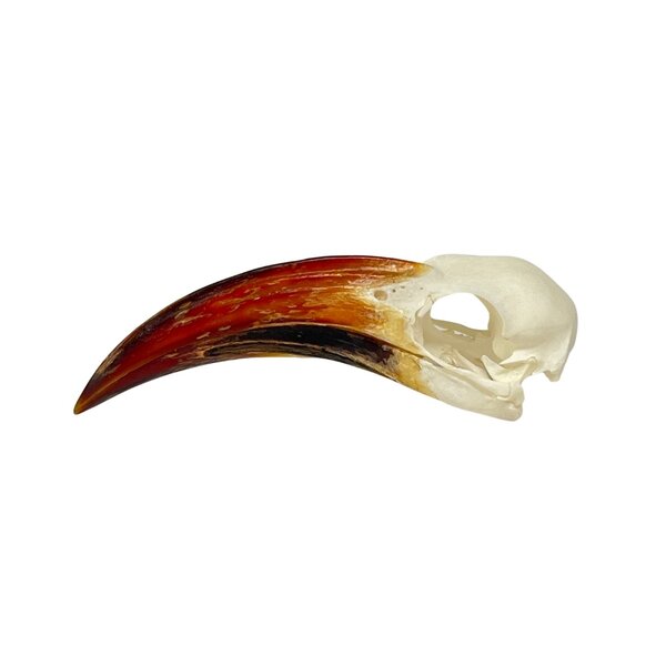 Skull Red-billed Hornbill