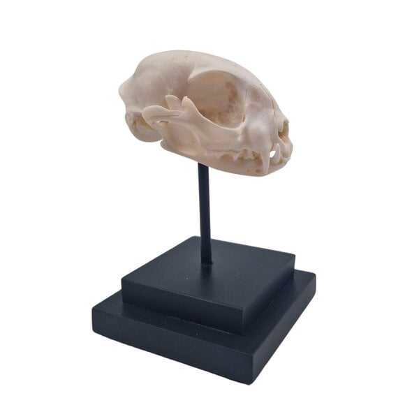 Skull cat on square base
