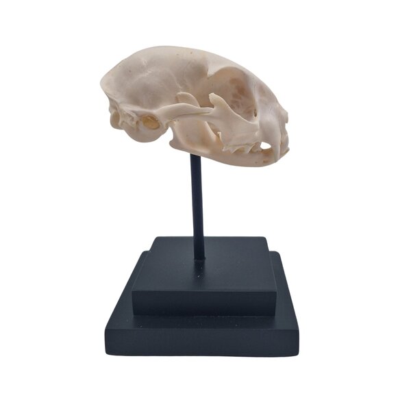 Schädel Katze auf quadratischem Sockel