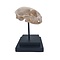 Skull cat on square base
