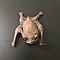 Vampire bat magnet