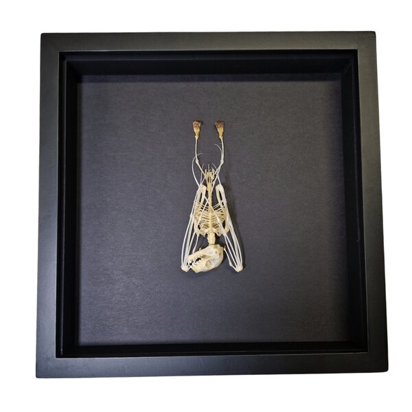 Skeleton javan bat hanging (small) in elegant box(25 X 25 CM)