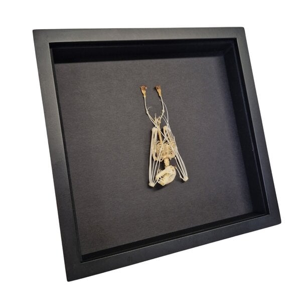 Skelet vleermuis hangend (klein) in elegante box(25 X 25 CM)