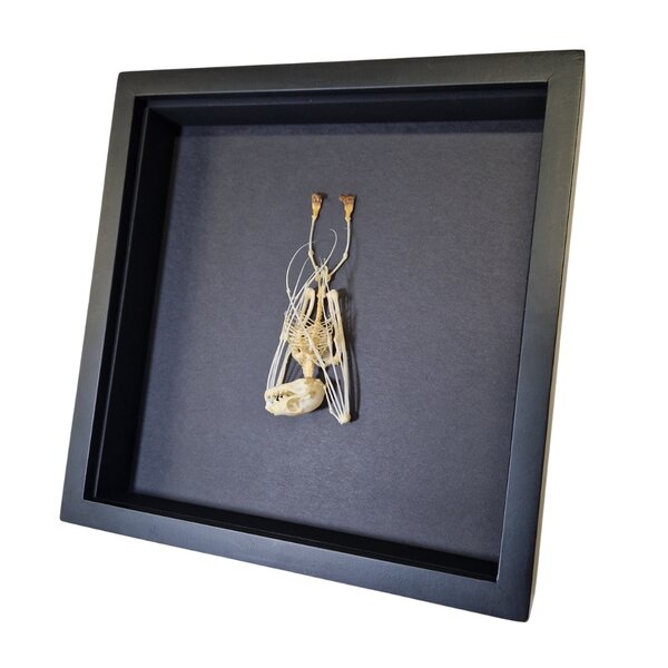 Skeleton javan bat hanging (small) in elegant box(25 X 25 CM)