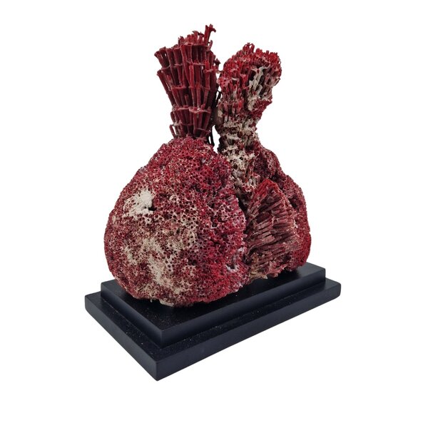 Red organ pipe chorale on foot (A)