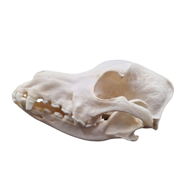 Skull dog