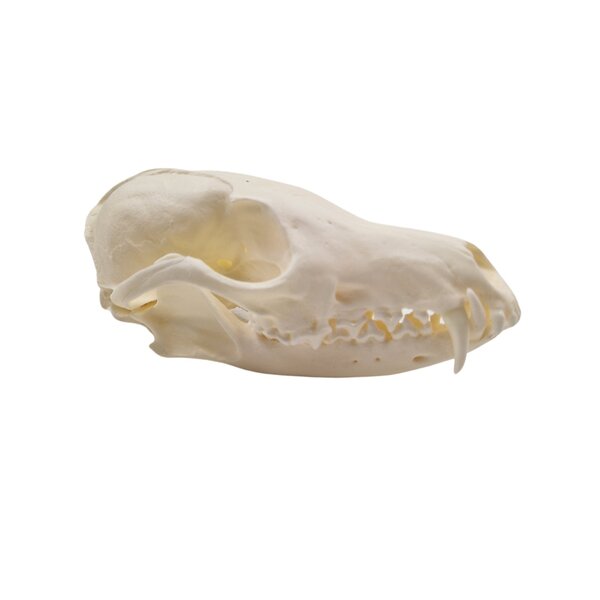 Schädel Rotfuchs A-Qualität