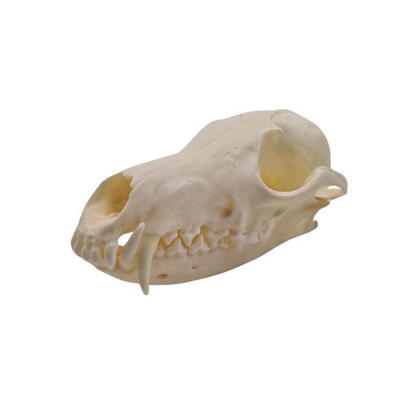 Skull Fox A- Quality