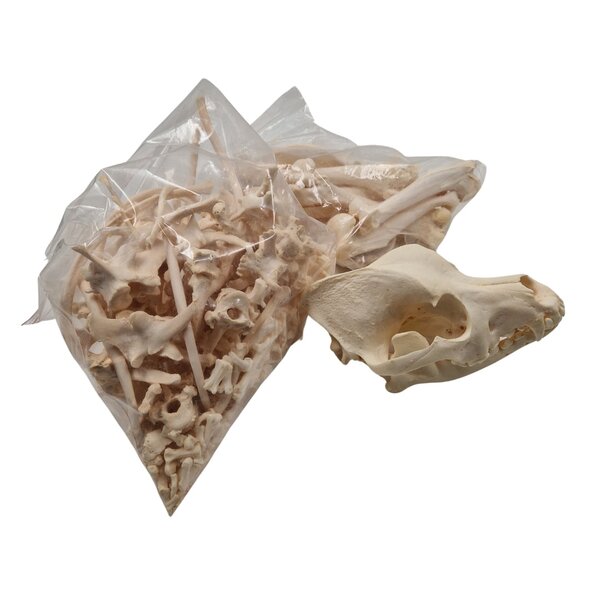 Complete skeleton Bouvier