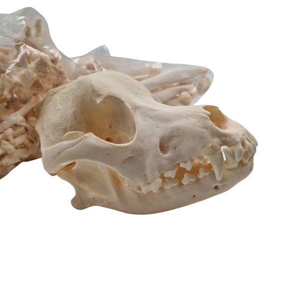 Complete skeleton Bouvier