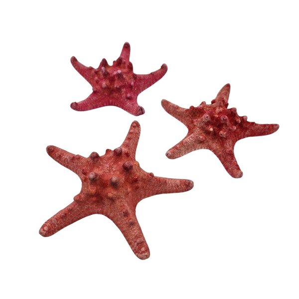 Red starfish
