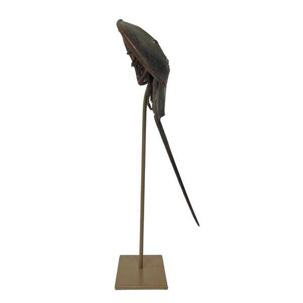 Horseshoe crab on golden pedestal