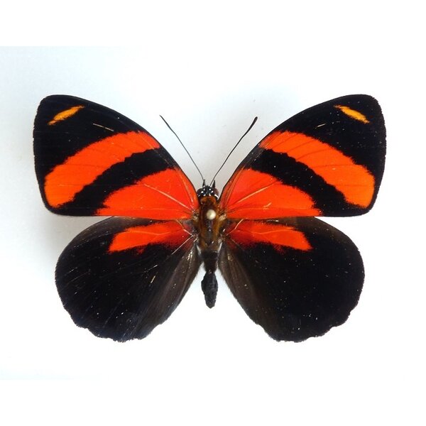 Callicore cynosura dried/papered