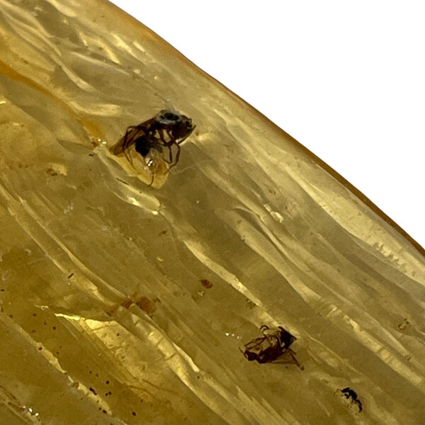 Baltische Barnsteen met insecten (C)