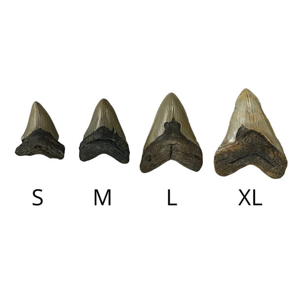 Megalodon tooth (M)