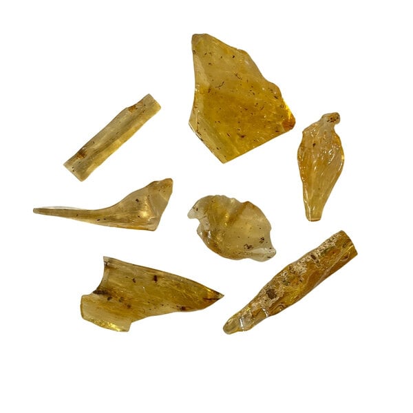 Baltische Bernstein mit Insekten