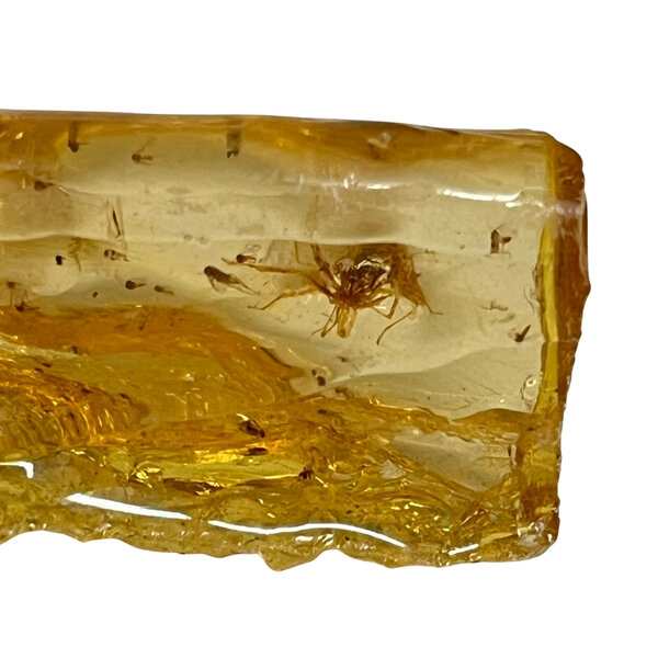 Baltische Bernstein mit Insekten