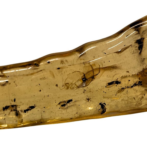 Baltische Bernstein mit Insekten