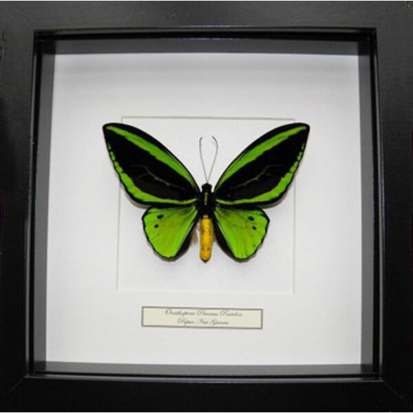 Ornithoptera priamus poseidon sp. (Männlich)