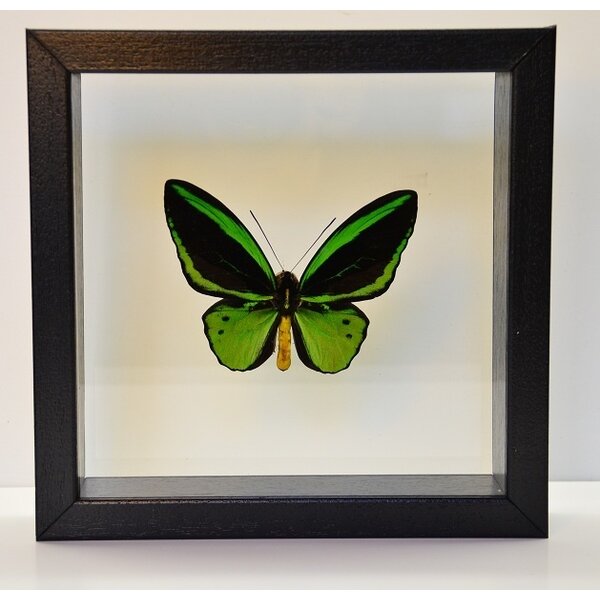 Ornithoptera priamus poseidon sp. (male)