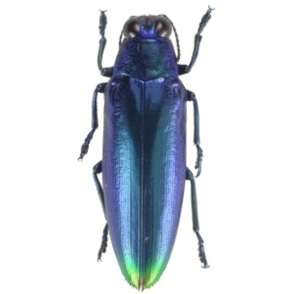 Chrysochroa fulminans fulminans - blau unpräpariert