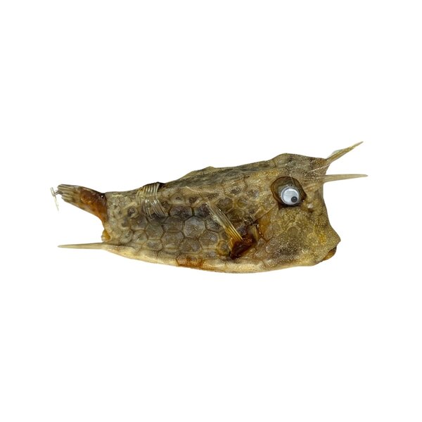 Cofferfish