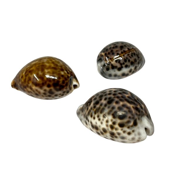 Cypraea Tigris (hülse) klein