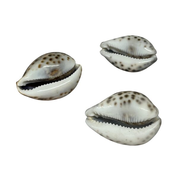 Cypraea Tigris (shell) small