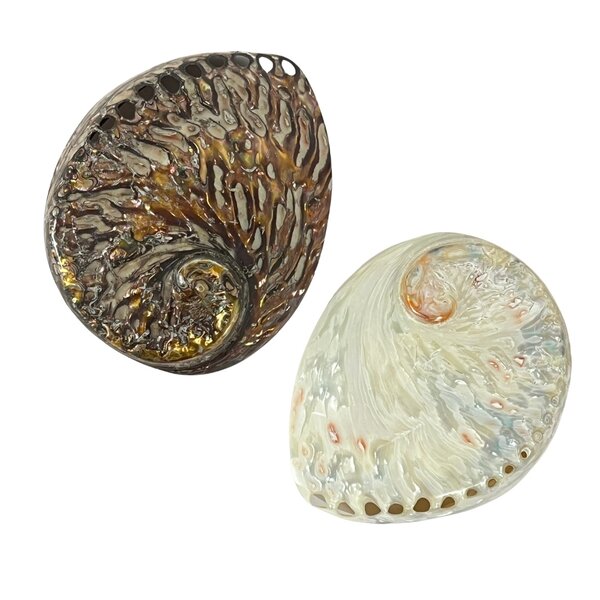 Haliotis (gepolijst)