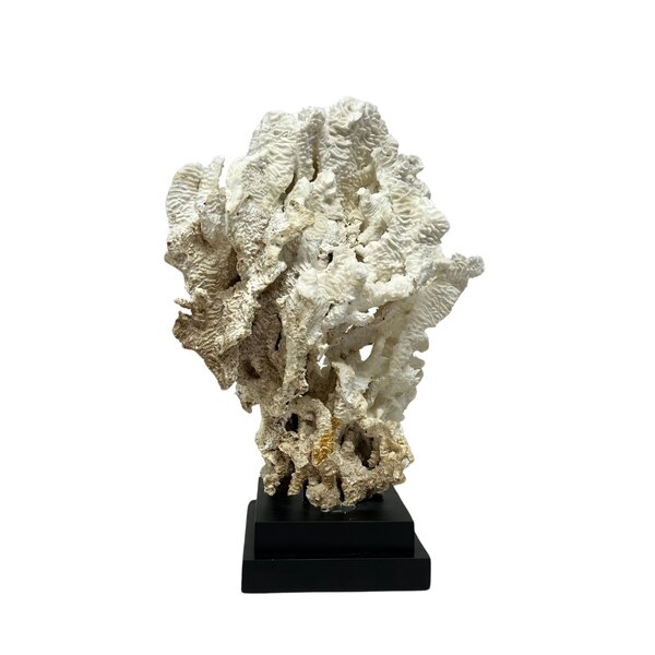 Pachyserus Rugosa Koralle