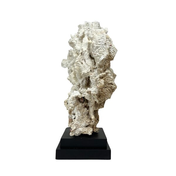 Pachyserus Rugosa Coral