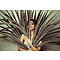 Reeves Pheasant feathers 150 cm per 5 (F5)