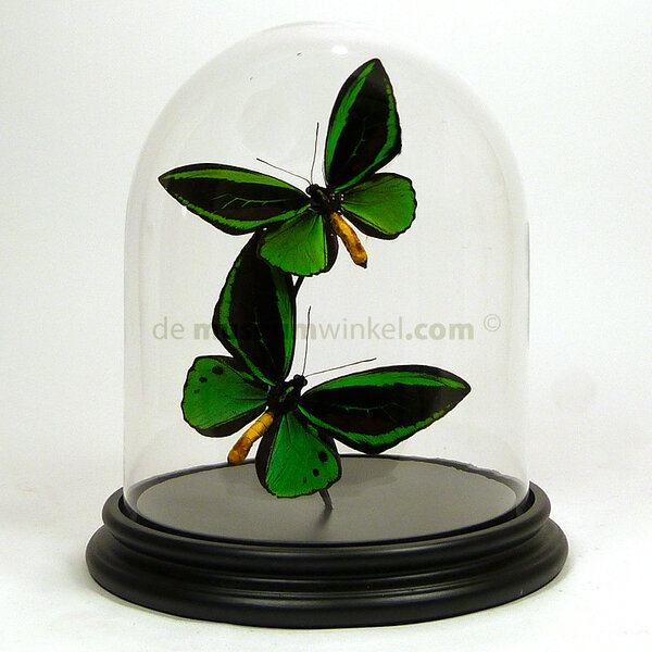 Stolp met 2 Ornithoptera priamus poseidon sp. ♂