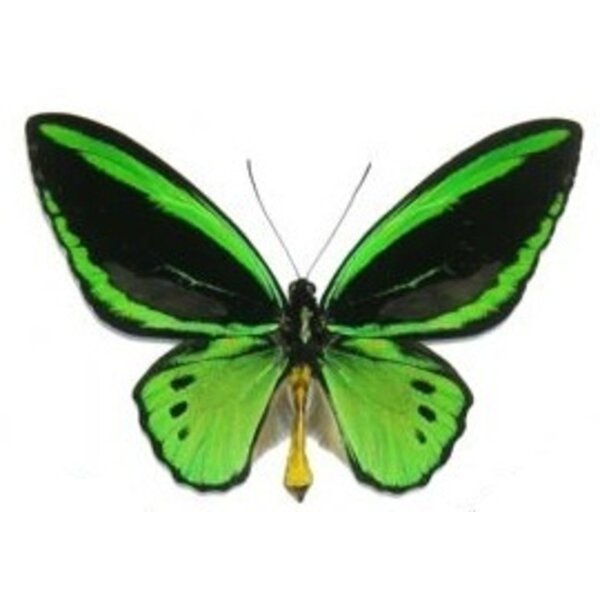 Glasglocke mit 2 Ornithoptera priamus poseidon sp. ♂