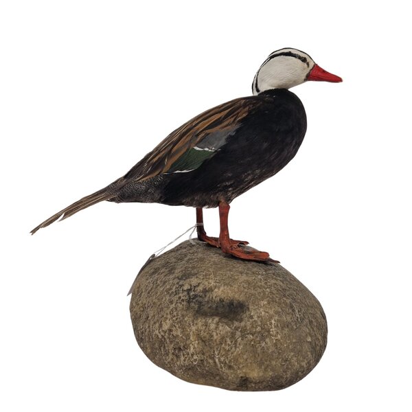 Mounted Torrent Duck