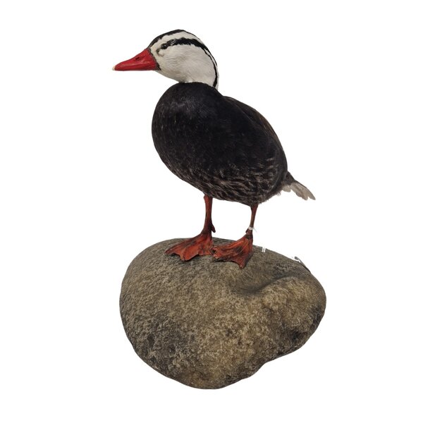 Mounted Torrent Duck