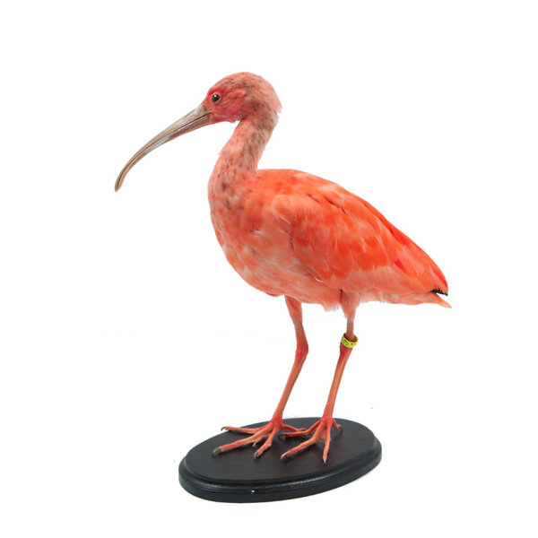 Scharlachsichler Präparat