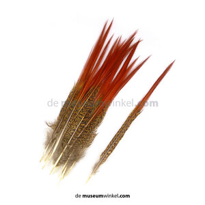 Golden pheasant feathers red 20 cm (5 pieces)