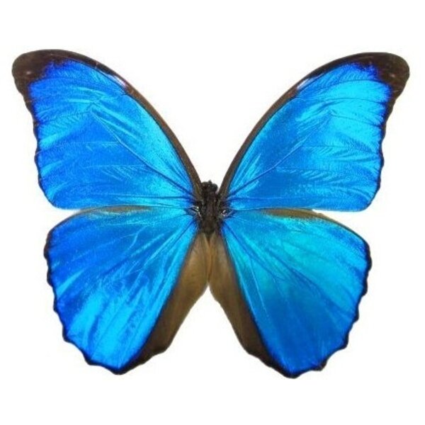 Glasglocke mit Präparierte Schmetterlinge - Morpho menelaus (3)