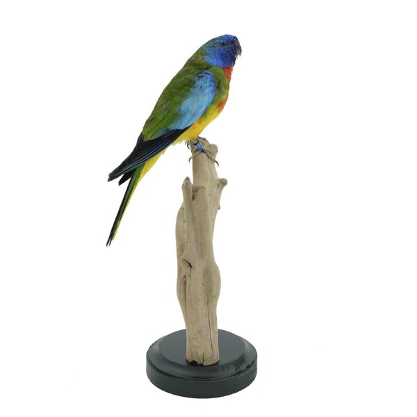 Mounted Scarlet-chested parrot
