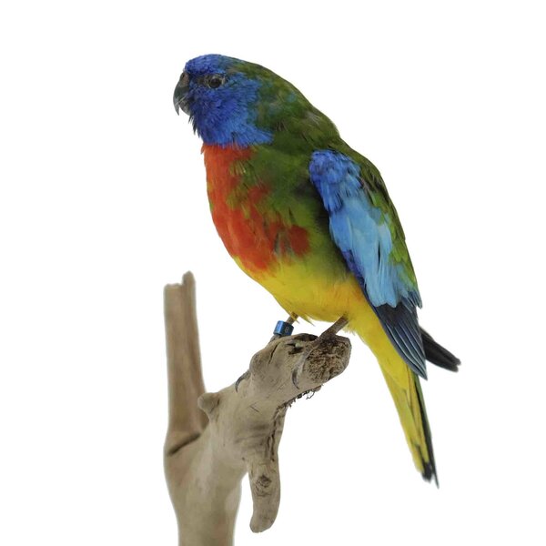 Mounted Scarlet-chested parrot