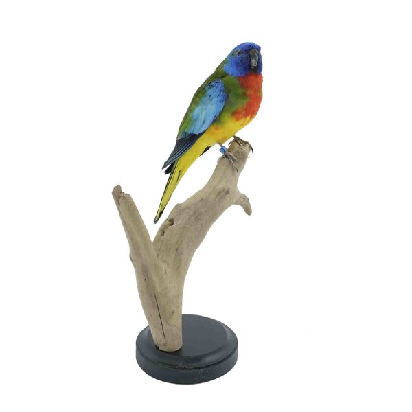 Mounted Scarlet-chested parrot