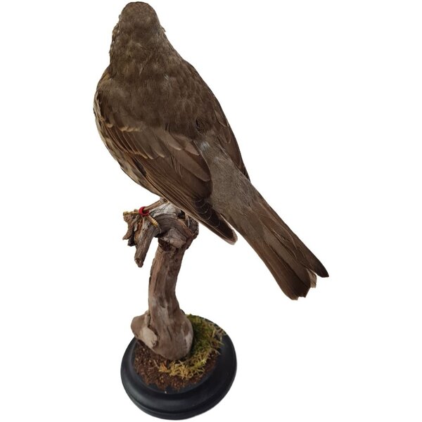 Präparierte Singdrossel