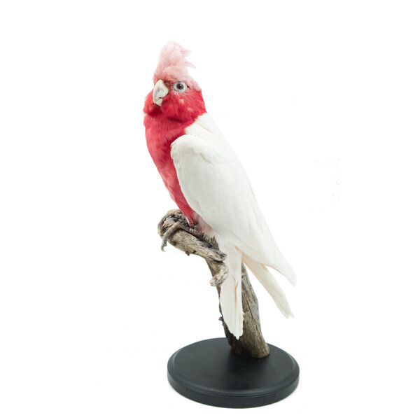 Mounted rose -breasted cockatoo