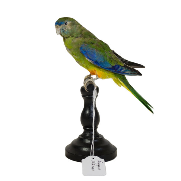 Mounted Elegant parrot